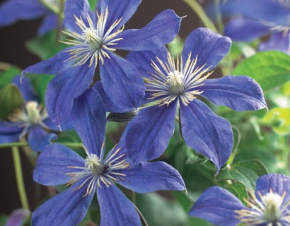 Clematis ‘Arabella’ - bosrank