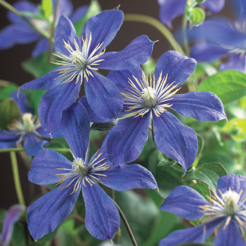 Clematis ‘Arabella’ - bosrank