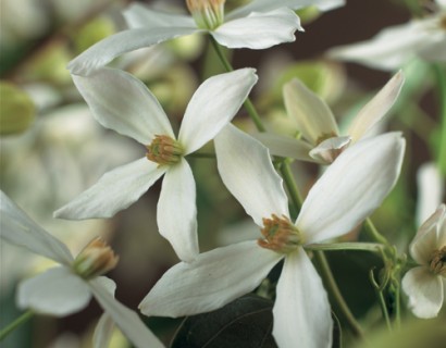 Clematis armandii - bosrank