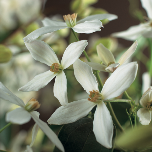 Clematis armandii - bosrank