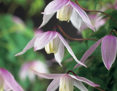 Clematis alpina ‘Willy’ - bosrank