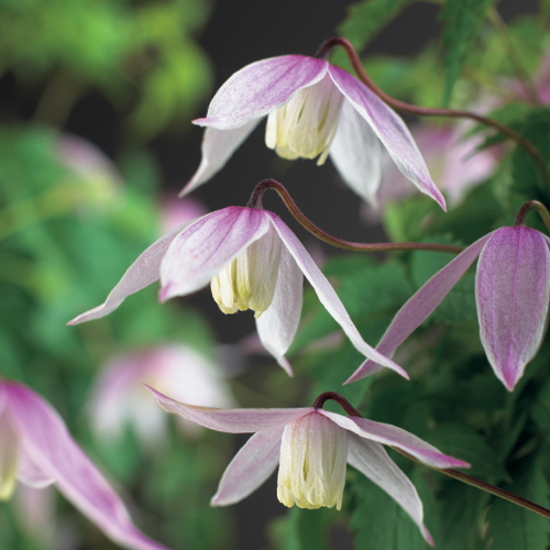 Clematis alpina ‘Willy’ - bosrank