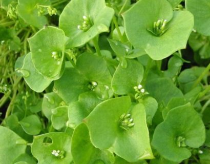 Claytonia perfoliata - winterpostelein