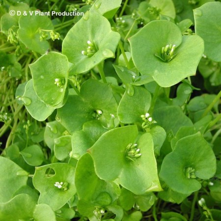 Claytonia perfoliata - winterpostelein