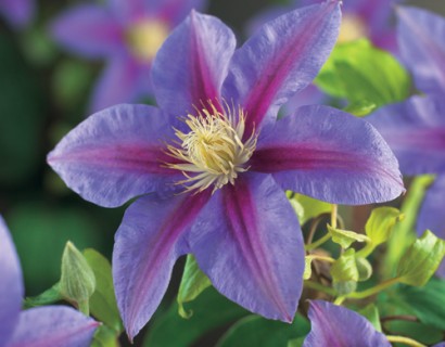 Clematis ‘Barbara Jackman’