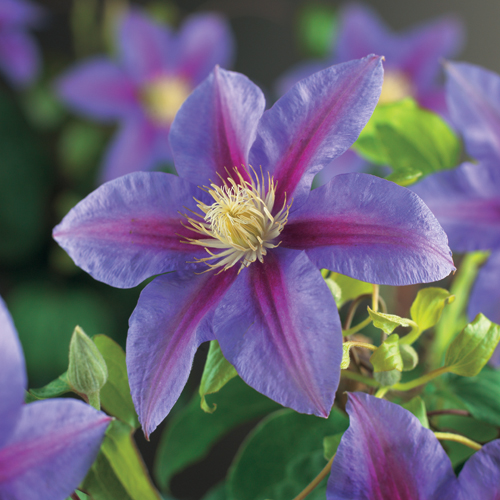 Clematis ‘Barbara Jackman’ - bosrank