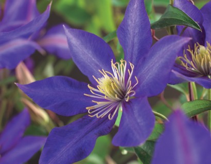 Clematis ‘Daniel Deronda’