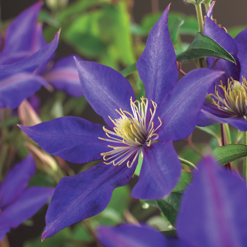 Clematis ‘Daniel Deronda’ - bosrank