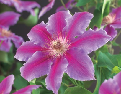 Clematis ‘Dr. Ruppel’