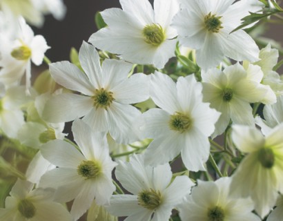 Clematis ‘Early Sensation’