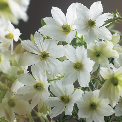 Clematis ‘Early Sensation’ - bosrank