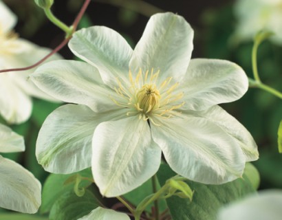 Clematis ‘Guernsey Cream’