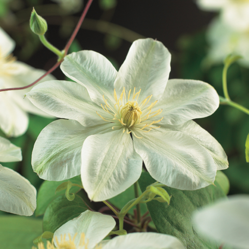 Clematis ‘Guernsey Cream’ - bosrank