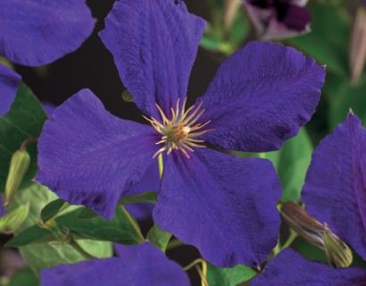 Clematis ‘Jackmanii’ - bosrank