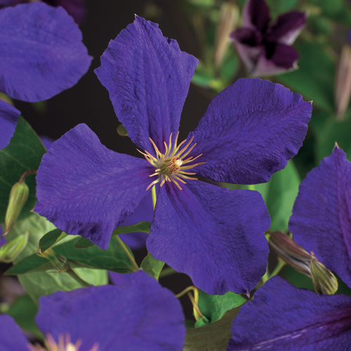 Clematis ‘Jackmanii’ - bosrank