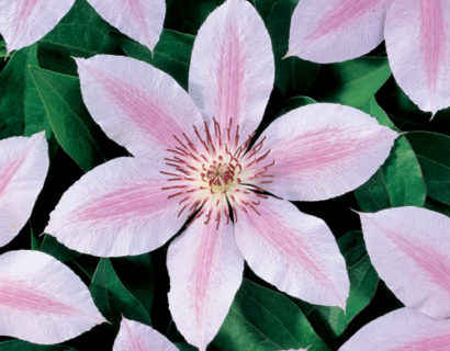 Clematis ‘John Paul II’