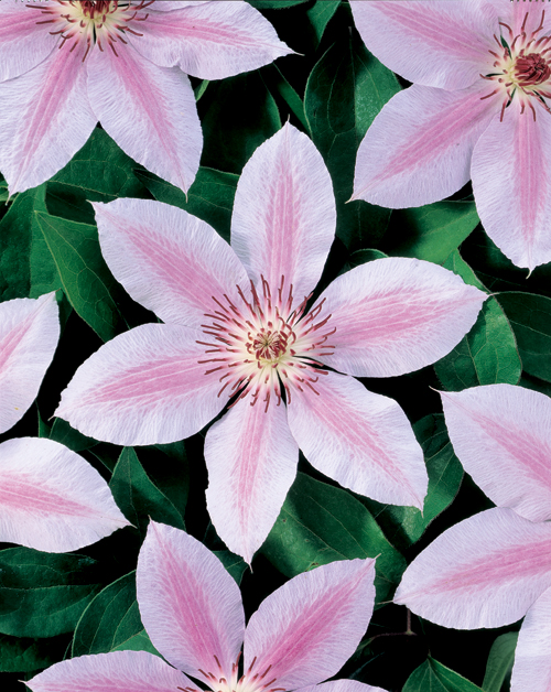 Clematis ‘John Paul II’ - bosrank