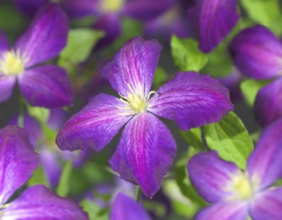 Clematis ‘Jackmanii Purpurea’ - bosrank