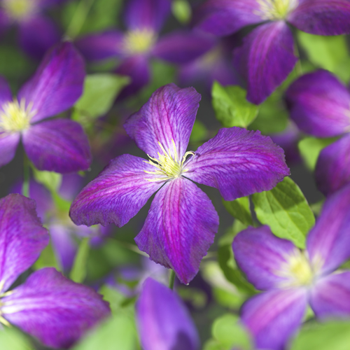 Clematis ‘Jackmanii Purpurea’ - bosrank