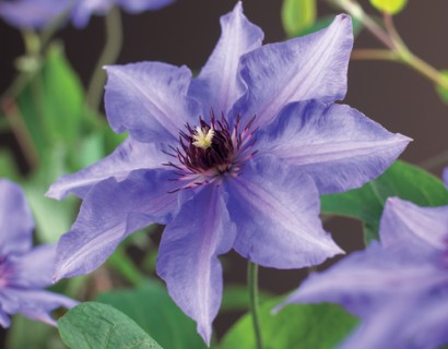 Clematis ‘Königskind’ - bosrank