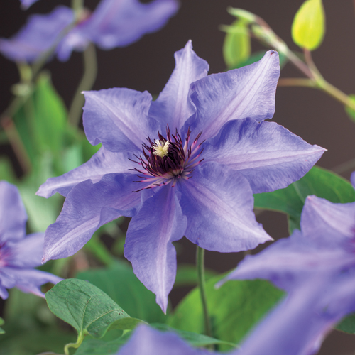 Clematis ‘Königskind’ - bosrank