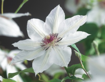 Clematis ‘Miss Bateman’ - bosrank