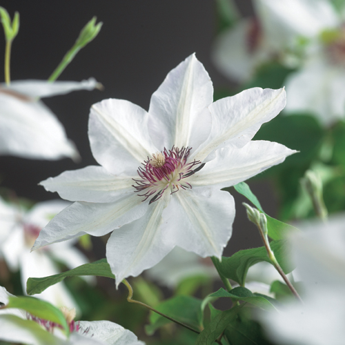 Clematis ‘Miss Bateman’ - bosrank