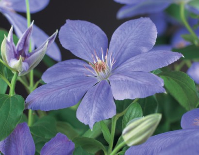 Clematis ‘Mrs Cholmondeley’ - bosrank