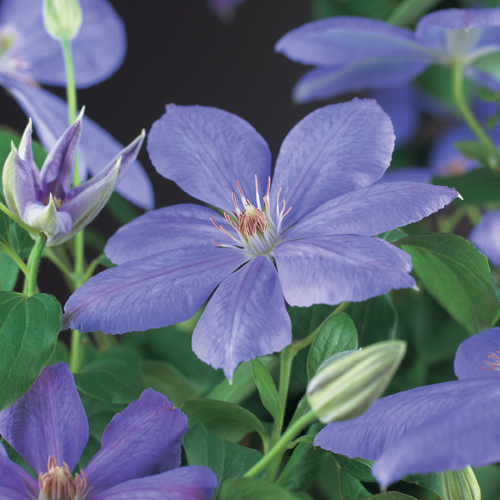 Clematis ‘Mrs Cholmondeley’ - bosrank