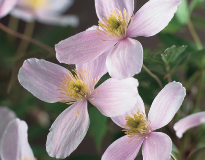 Clematis montana ‘Fragrant Spring’ - bosrank