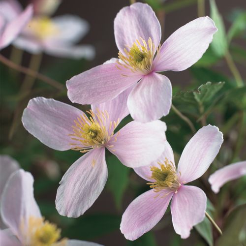 Clematis montana ‘Fragrant Spring’ - bosrank