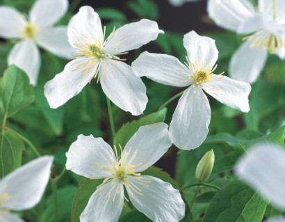 Clematis montana ‘Grandiflora’ - bosrank