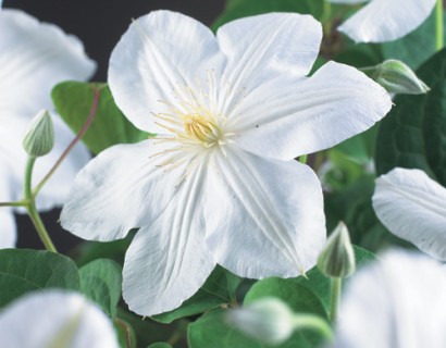 Clematis ‘Madame Le Coultre’ - bosrank