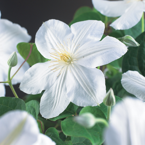 Clematis ‘Madame Le Coultre’ - bosrank