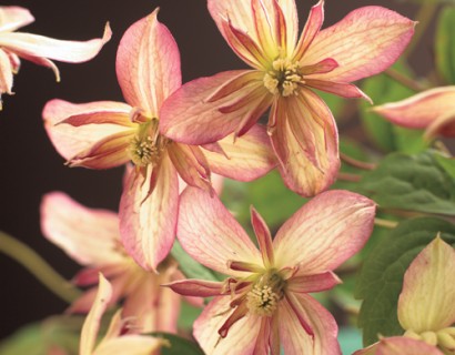 Clematis montana ‘Marjorie’