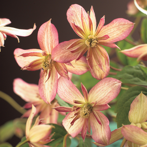 Clematis montana ‘Marjorie’ - bosrank