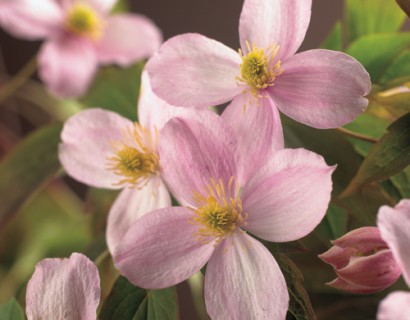 Clematis montana ‘Mayleen’ - bosrank