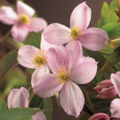 Clematis montana ‘Mayleen’ - bosrank