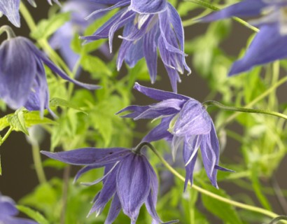 Clematis macropetala ‘Maidwell Hall’ - bosrank