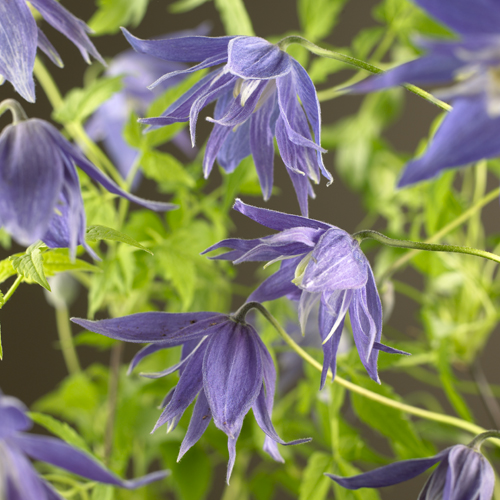 Clematis macropetala ‘Maidwell Hall’ - bosrank