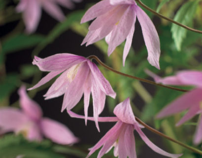 Clematis macropetala ‘Markham’s Pink’ - bosrank