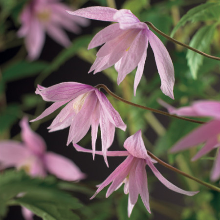 Clematis macropetala ‘Markham’s Pink’ - bosrank