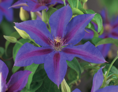 Clematis ‘Mrs N. Thompson’ - bosrank