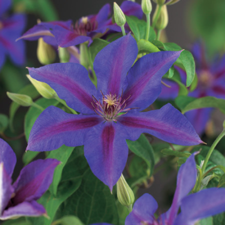 Clematis ‘Mrs N. Thompson’ - bosrank