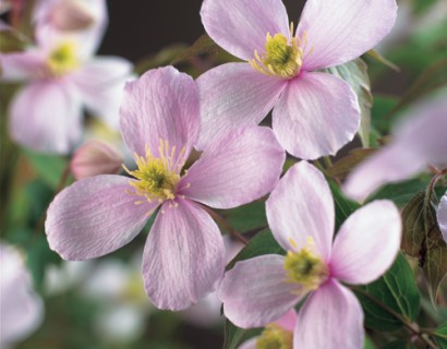 Clematis montana ‘Rubens’ - bosrank