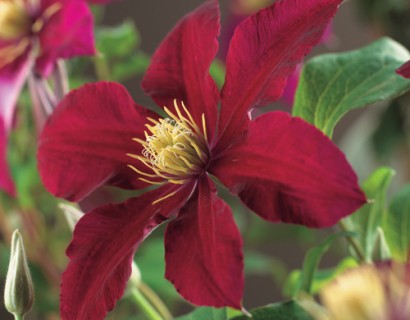 Clematis ‘Niobe’ - bosrank