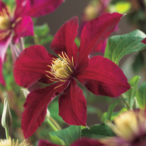 Clematis ‘Niobe’ - bosrank