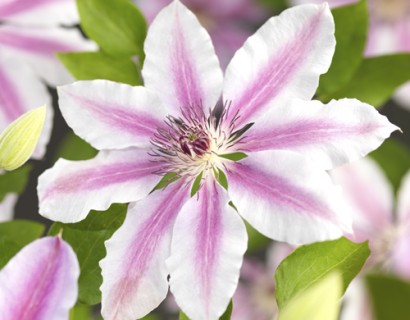 Clematis ‘Nelly Moser’ - bosrank