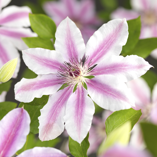 Clematis ‘Nelly Moser’ - bosrank