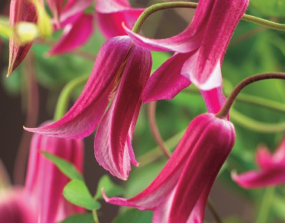 Clematis ‘Princess Diana’ pot 2 liter - bosrank